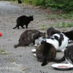 Katzenschutz Reilingen e.V. Rettung – Hilfe – Urlaub – Pension für Katzen im Katzenhaus