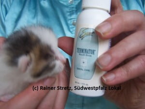 Sisl Babykatze und der verflixte siebte Tag