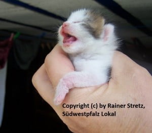 sisel katzenbaby 13 01