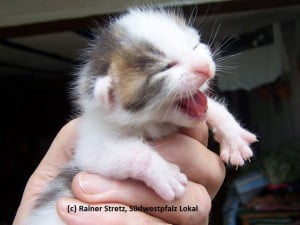 sisel katzenbaby Tag 12 Bild 01 01