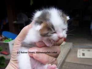 sisel katzenbaby Tag 12 Bild 02 01