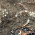 In Wiesloch Baiertal Skelettteile bei Umgrabungsarbeiten gefunden