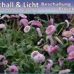 Frühlingszauber aus der Kräuterküche - Marys Erlebnisgärtnerei in Mühlhausen - Kraichgau - Hauptstrasse 2, maryflowers, gärtnerei wagner, kraichgau regional, tvüberregional, mary,