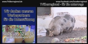 Hängebauchschweine beim essen, TVüberregional für Sie unterwegs, Bleiben Sie in den Köpfen der Bürger, Werbung bei TVüberregional, Neukundengewinnung, Neukundenwerbung, Kunden halten, in Erinnerung bleiben, Aufmerksamkeit wecken, Freundschaften zu Kunden halten, Informationen leicht und nebenbei vermitteln, TVüberregional ist für Sie da