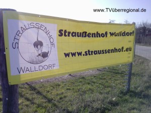 Straussenfarm - Straussenspezialitäten - Strausseneier - Straussenfleisch neukundengewinnen neukundenwerbung neukundenonlinewerbung neukundenvideoproduktion onlinewerbung tvüberregional