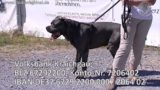 TOM TATZE TV - Film 01 - Tierheim Tom Tatze in Walldorf zeigt Ihnen einen schönen, lieben Hund der ein NEUES ZUHAUSE sucht