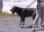 TOM TATZE TV – Film 01 – Tierheim Tom Tatze in Walldorf zeigt Ihnen einen schönen, lieben Hund der ein NEUES ZUHAUSE sucht