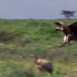 Serengeti – Im Reich der Antilopen (2012) [Dokumentation] | Film (deutsch)