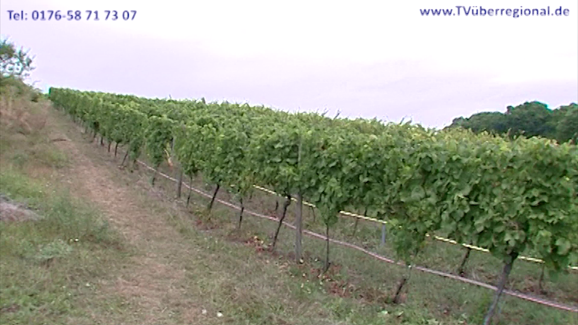 Weinwanderung Rauenberg Mannaberg Weinbruderschaft TVüberregional Lokalfernsehen Wiesloch Kraichgau Regional Döll-TV Döll-Video Oli-TV Berichterstattung über Ereignisse in der Gemeinde Neukunden gewinnen Werbung TV Werbung Onlinewerbung Hochzeitfilmer Geburtstagsfilmer Gaststättenwerbung internetwerbung werbespotproduktion