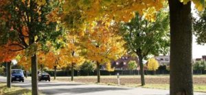 NEUIGKEITEN aus dem schönen REILINGEN - Reilingen im Herbst 