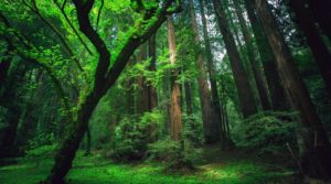 Peru Amazon: Ayahuasca Shamanic Songs