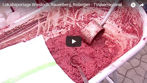 Lokalreportage Wiesloch, Rauenberg, Reilingen - TVüberregional