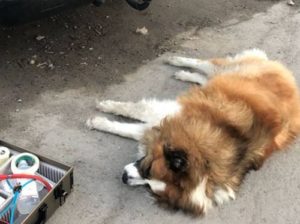 Hund stirbt in Fahrzeug bei hochsommerlichen Temperaturen