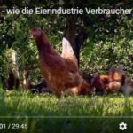 Die Eierlüge – wie die Eierindustrie Verbraucher austrickst