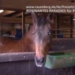 Rosinantes Paradies für Pferde in Not e.V., Rauenberg, Vereine