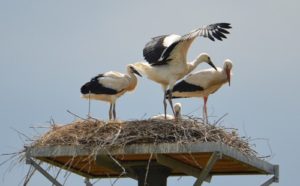 Reilingen, die Jungstörche (schwarze Schnäbel) konnten bei ihren ersten Flugübungen beobachtet werden.