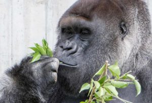 Weihnachtszeit … Einkaufszeit - Alte Mobiltelefone sammeln, bei uns abgeben und damit Gorillas retten 02