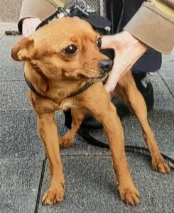 Mannheim-Neckarstadt: Vor Supermarkt angeleinter Hund gestohlen - Polizei sucht Zeugen