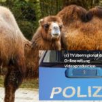 Leimen, Rhein-Neckar-Kreis: Kamele spazieren auf Bundesstraße