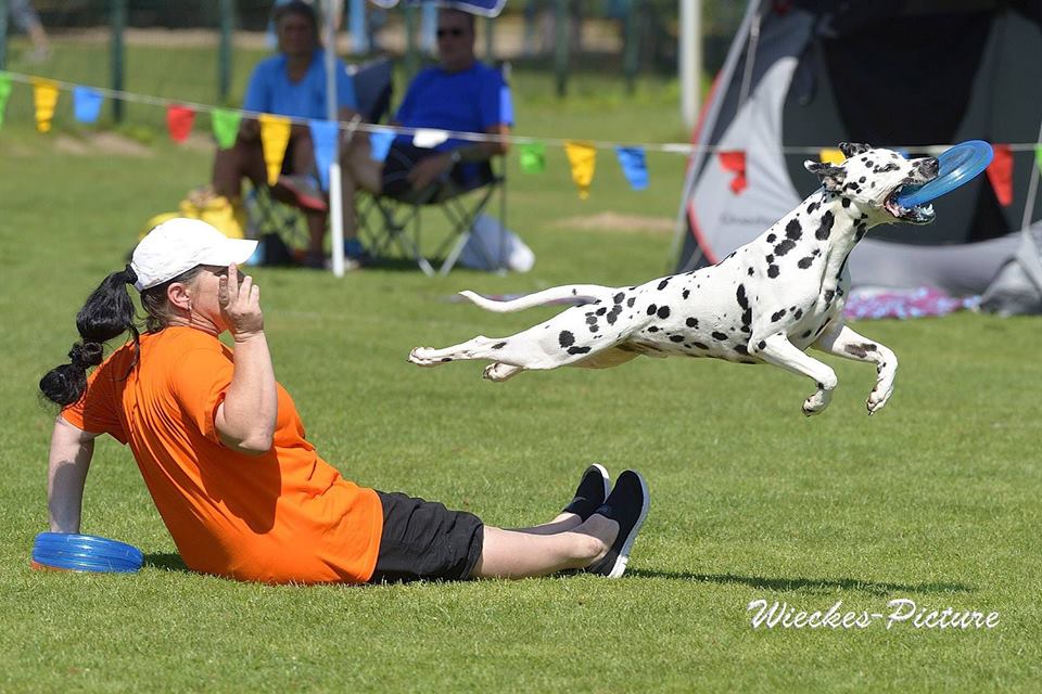 Hundefrisbee-Event beim Sporthundeverein Kirrlach am 27.07.2019 . (c) Copyright by Wiekes-Picture, Fotograf für PR, Events, Öffentlichkeitsarbeit, Veranstaltungen und mehr.