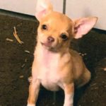 Chihuahua aus Garten gestohlen – Wer hat Verdächtiges beobachtet und kann Hinweise geben