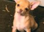 Chihuahua aus Garten gestohlen – Wer hat Verdächtiges beobachtet und kann Hinweise geben