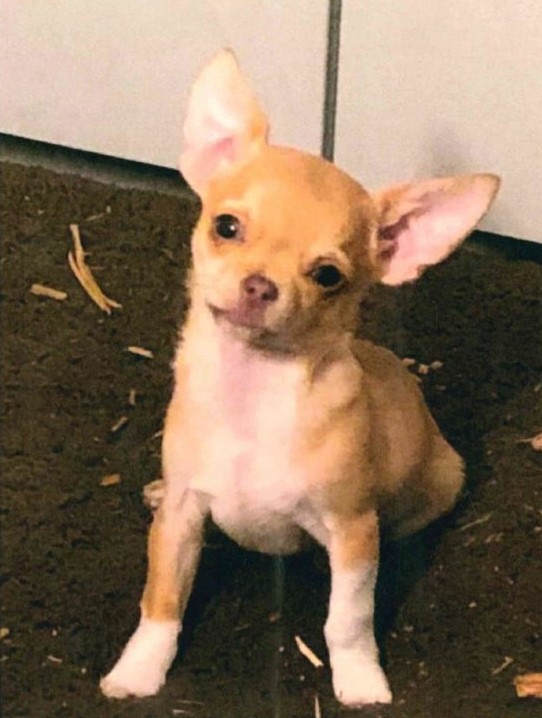 Ein bislang unbekannter Täter stahl am Montagmittag von einem umzäunten Grundstück im Sportplatzweg einen fünf Monate alten Chihuahua.