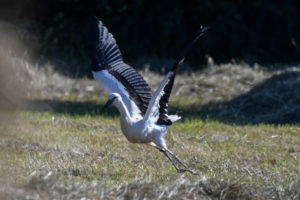 Kräfteraubend ist dagegen der so genannte Ruderflug, mit dem sich das Jungtier elegant in die Lüfte hebt
