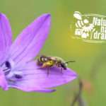 Online-Vortrag gibt Tipps über Wildbienen in Hockenheim