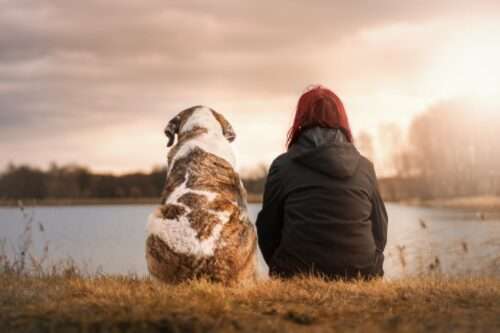 Stadt erfasst Hunde. Hundehalter müssen ihre Vierbeiner steuerlich anmelden.