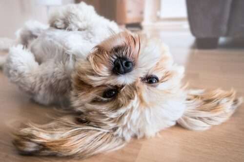 Tierfutter, Tiernahrung, Hunde und Katzenfutter für das Wohlbefinden.