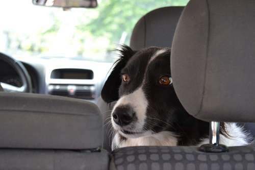 Hund im heißen Auto gelassen
