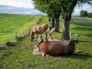 Meckesheim / Zwei Pferde beim Flanieren eingefangen