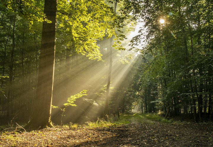 Wald mit herbstlichem Laub – Symbolbild zu den freigegebenen Grillstellen