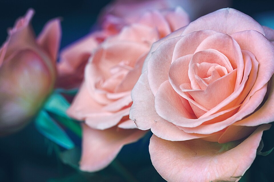 Mehrere rosafarbene Rosen als Symbolbild für den Wieslocher Rosensamstag am 7. November 2026